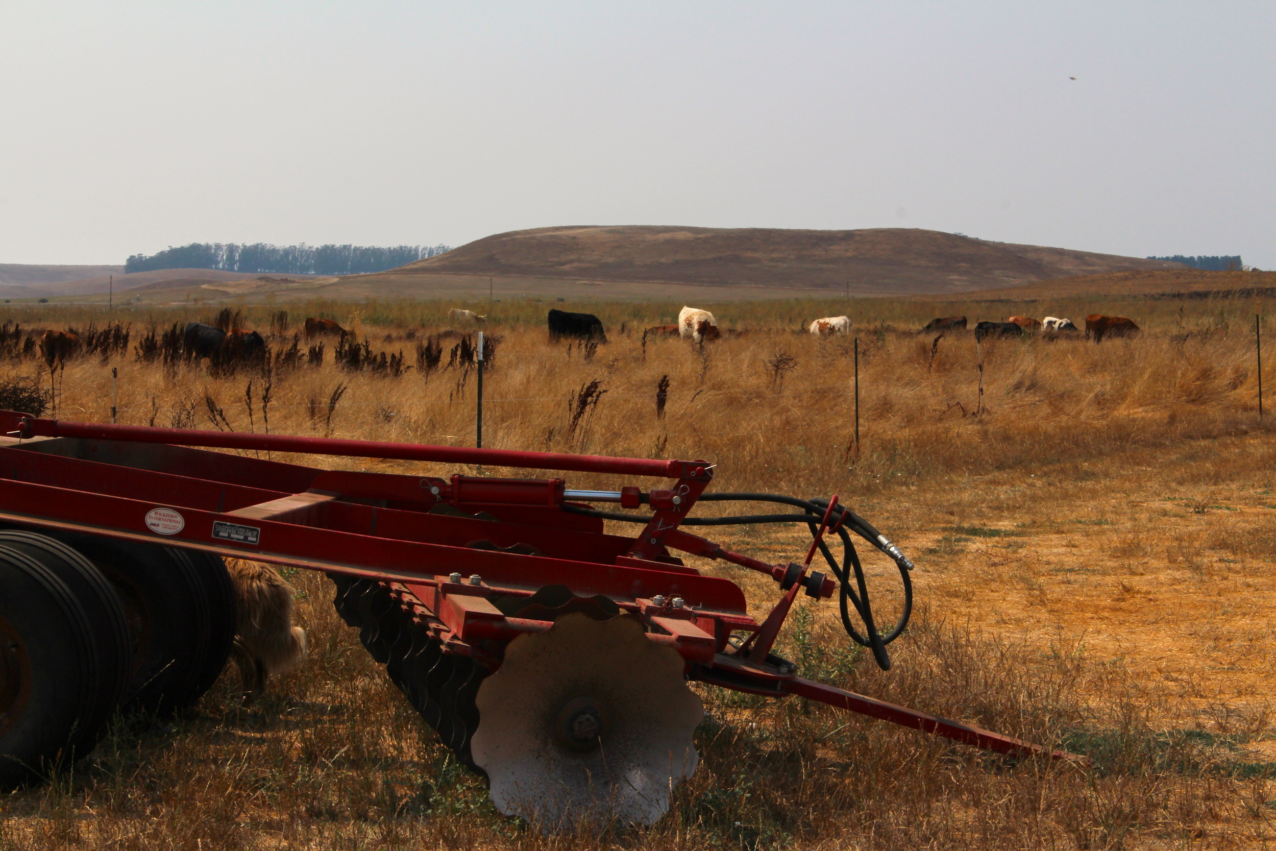 Big disc with the young cows in the background.