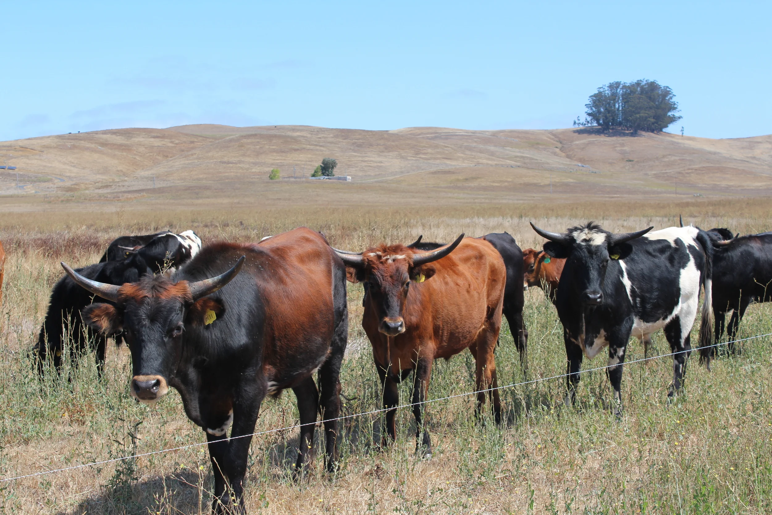 Young cows in the field.
