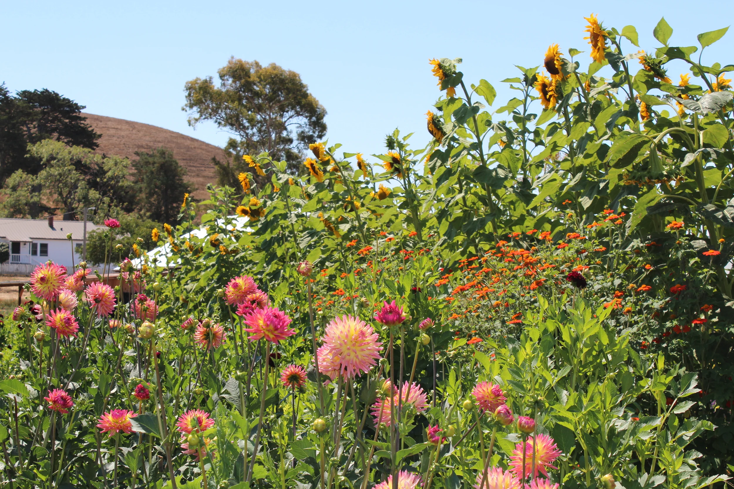 Towering sunflowers.