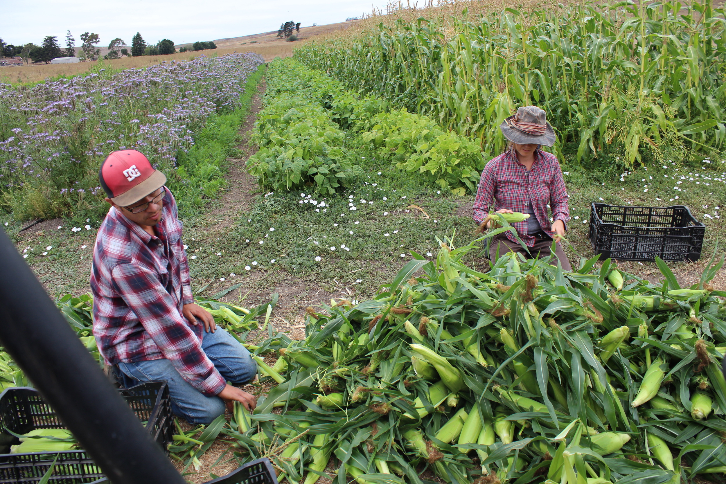 Jose and Regina cleaning the harvested corn.