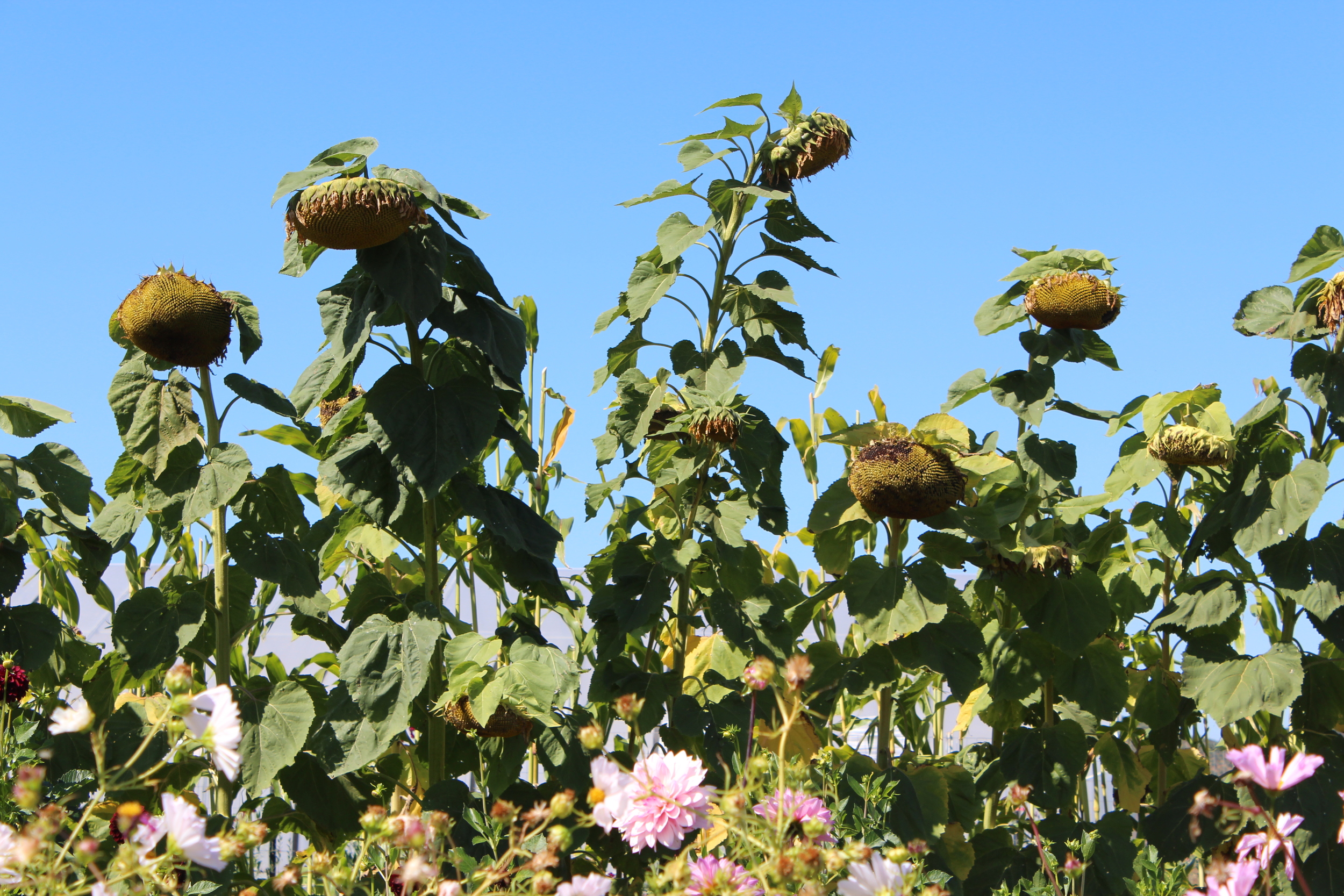 Full sunflower heads