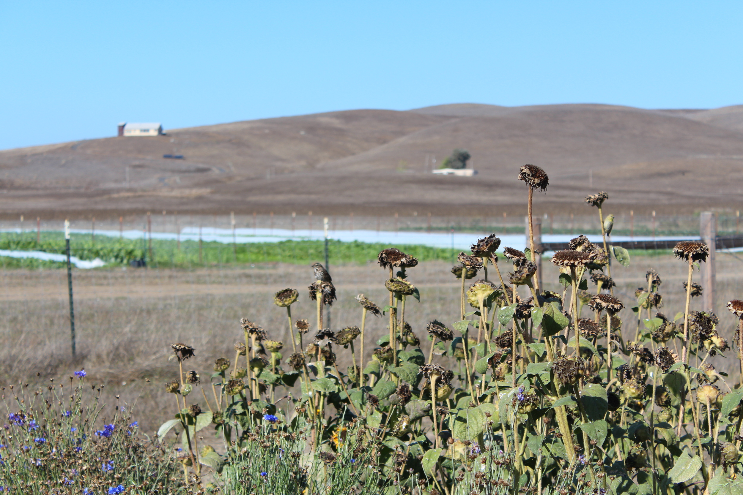2 birds on the old sunflower heads.