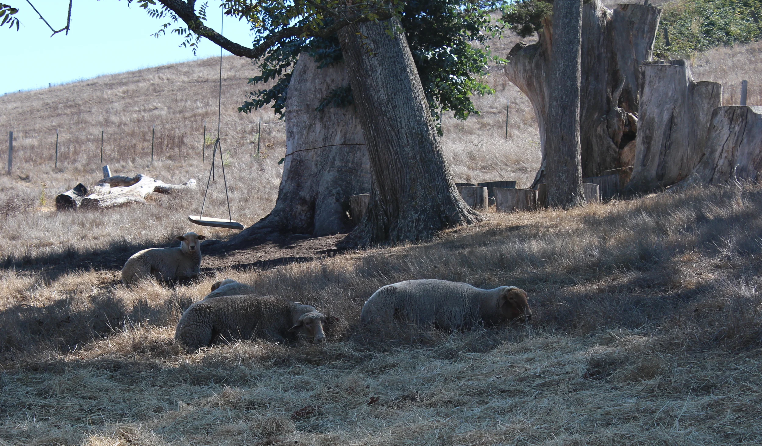 4 sheep in the shade