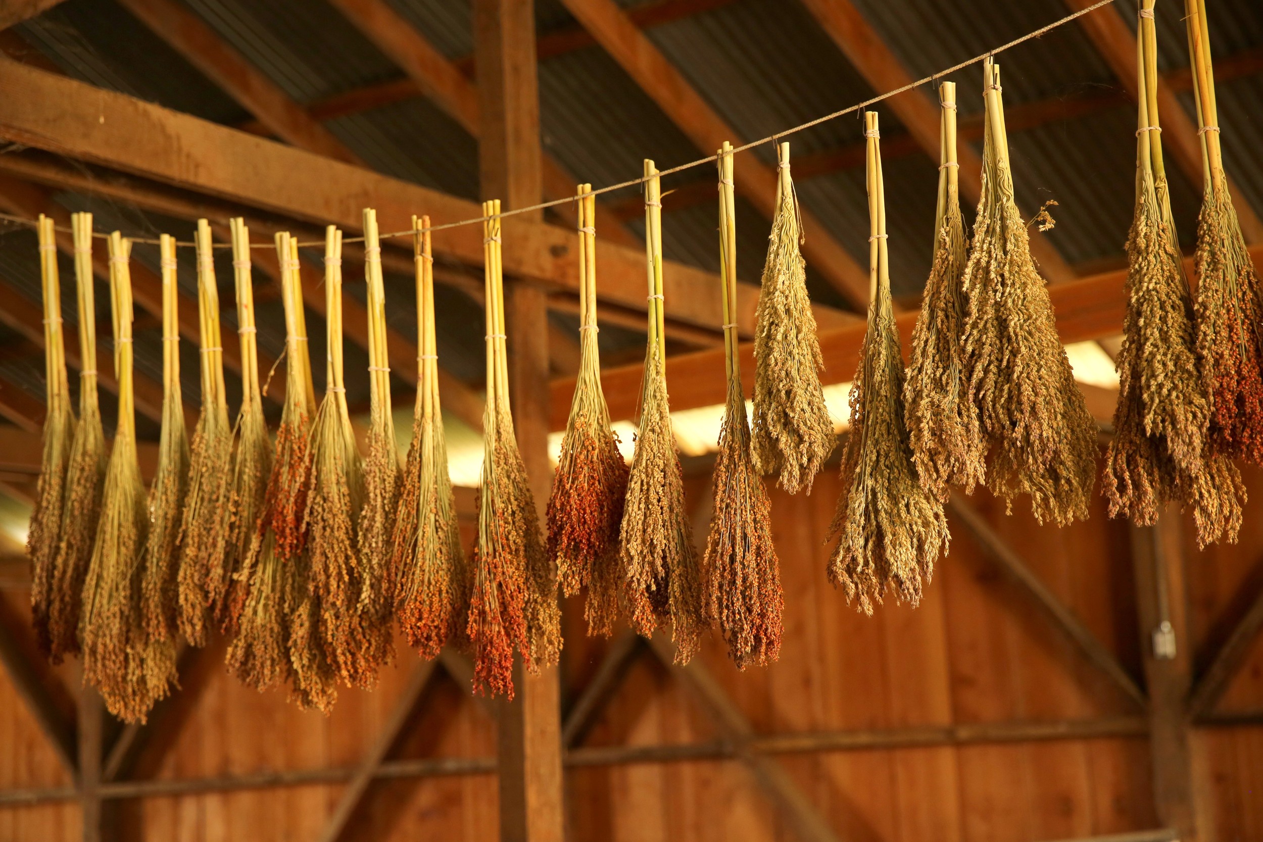 Broom corn drying in the large hay barn