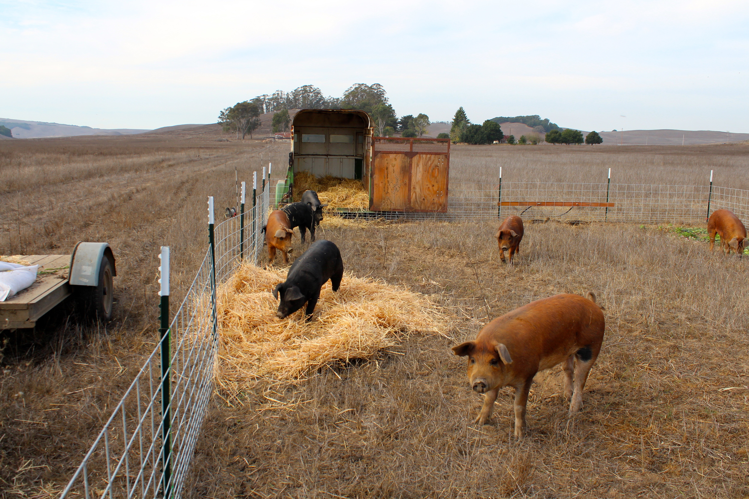Duroc and Gloucester Old Spot Pigs