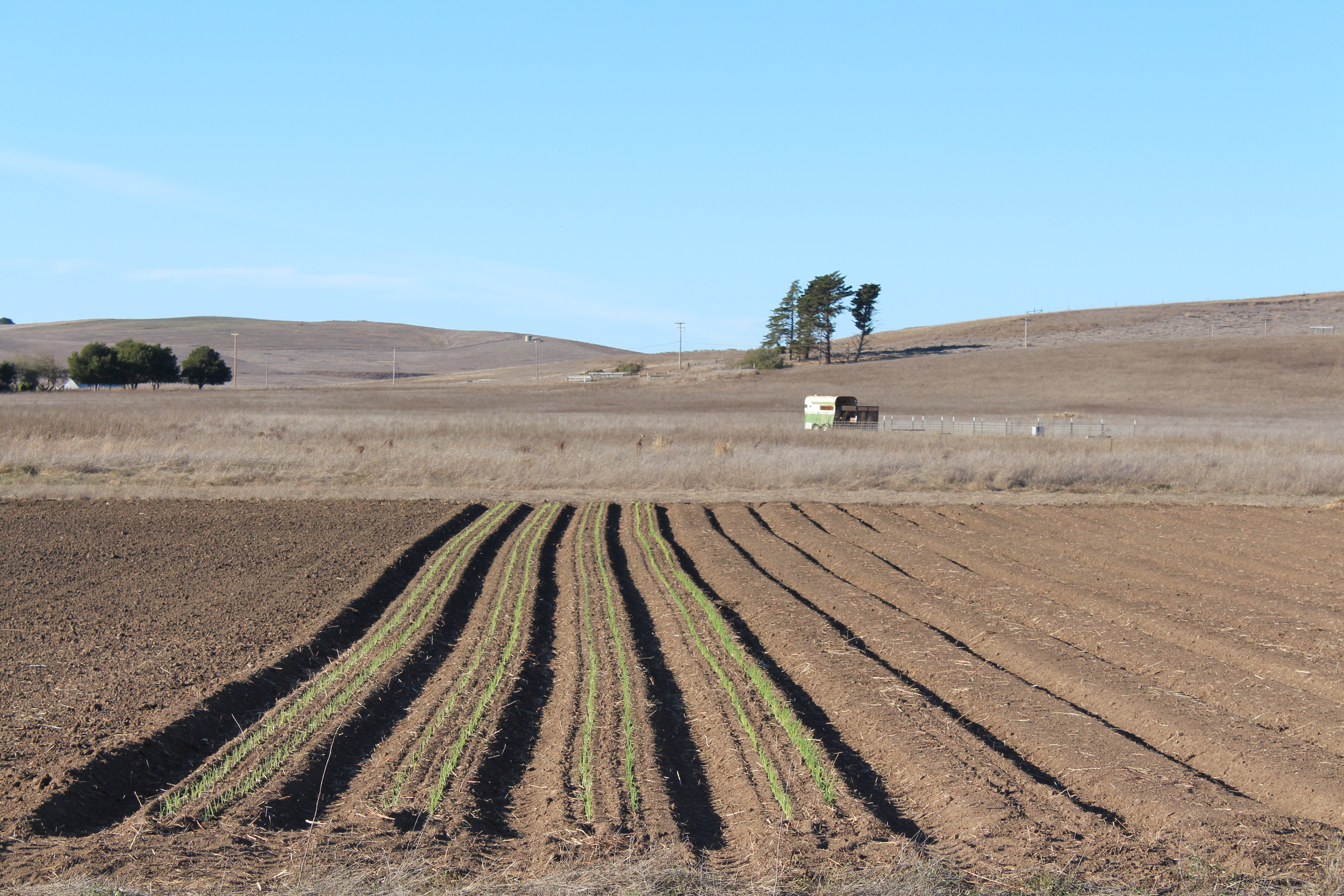 Spring Onions in the ground with the pig trailer in the background.