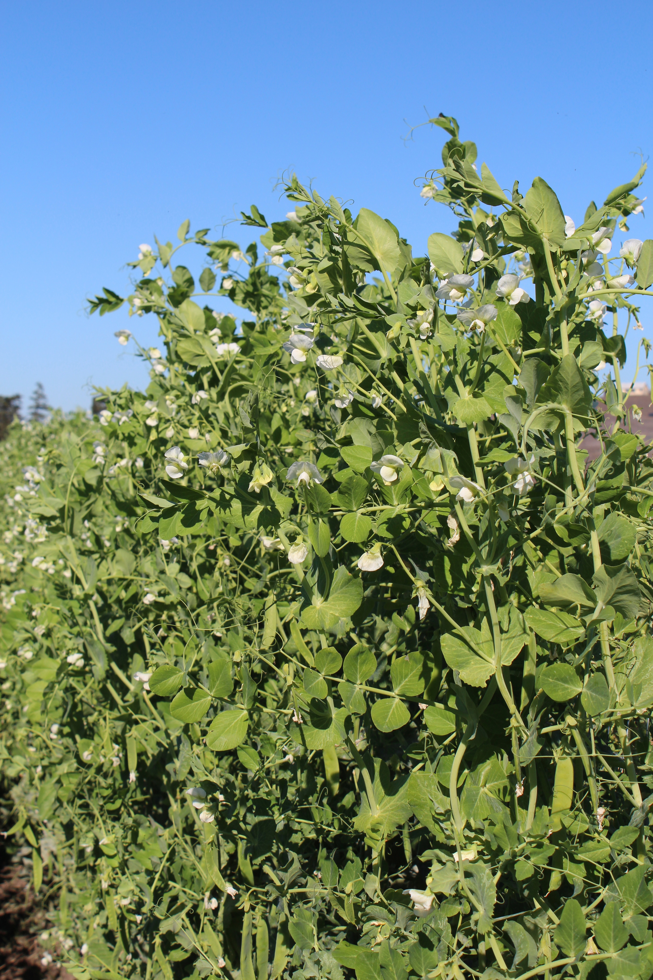 Peas a plenty!