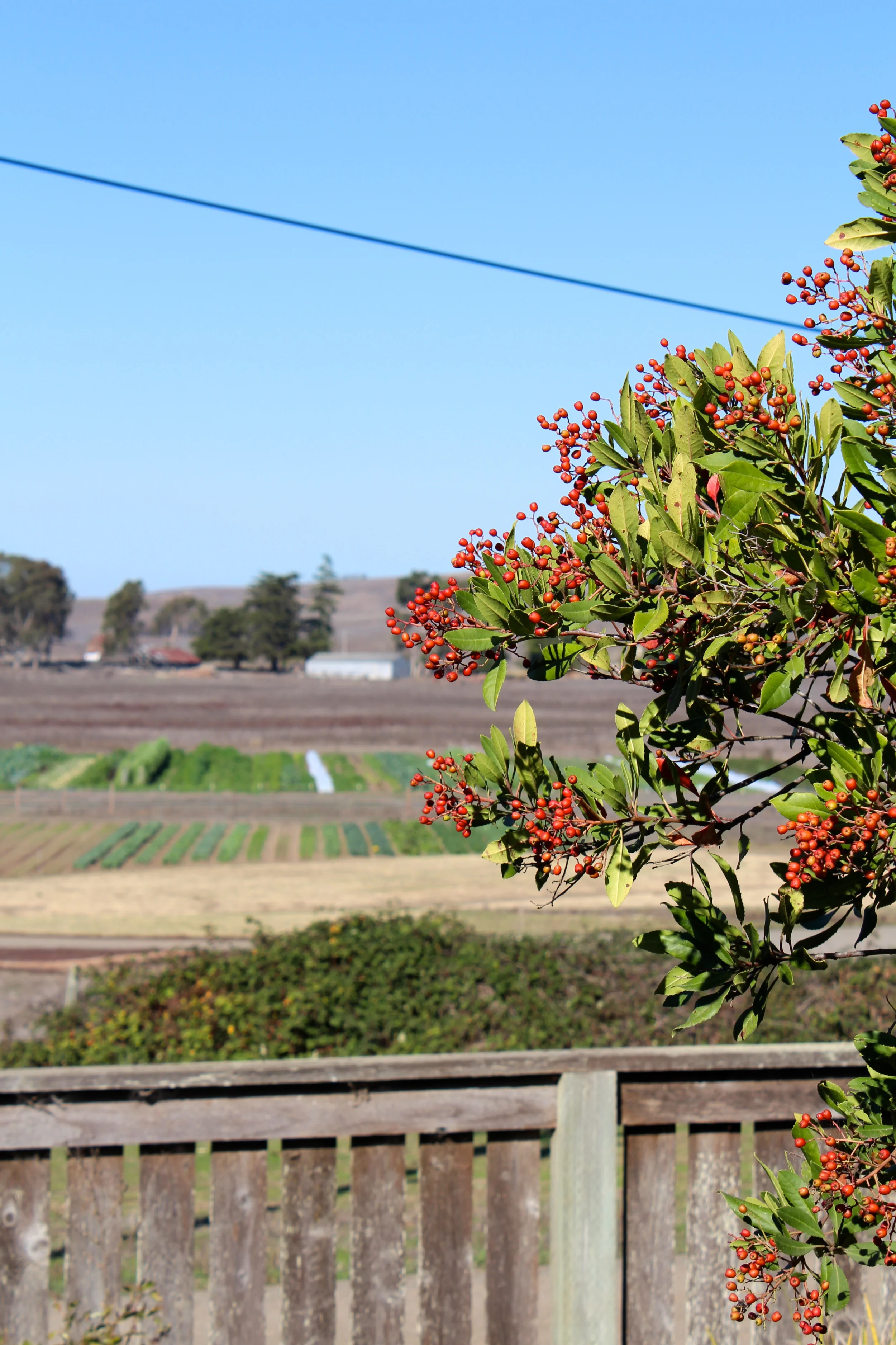 The toyon berries by our house that the birds are loving.