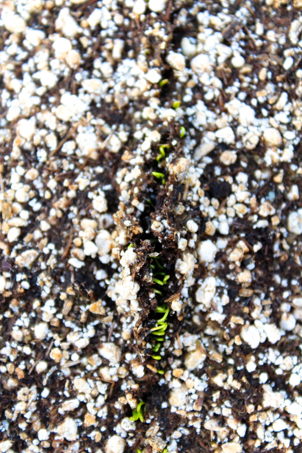 Chive seedlings cracking the surface.