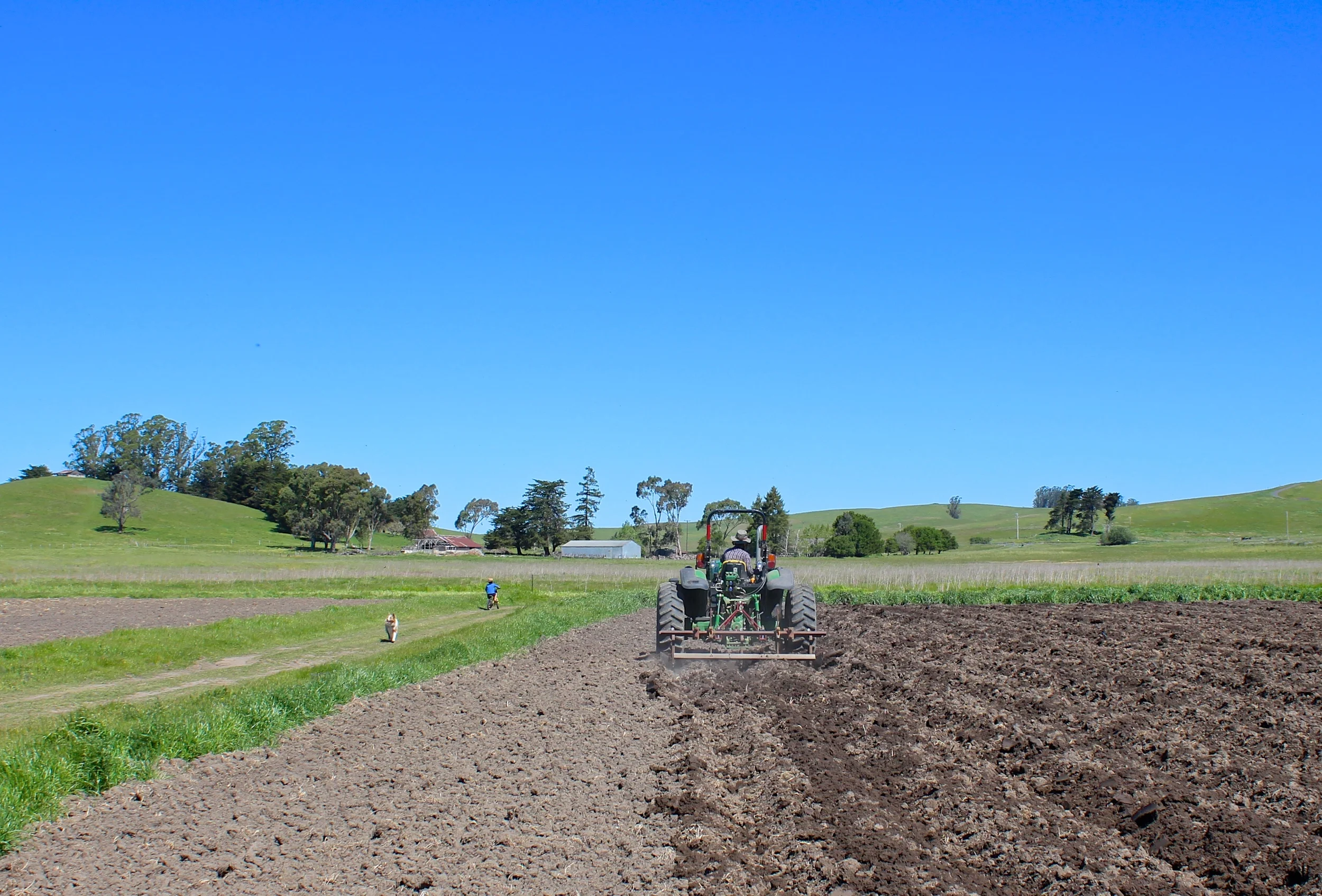 Jay shaping beds for potatoes as Oliver and Rosie pass by.