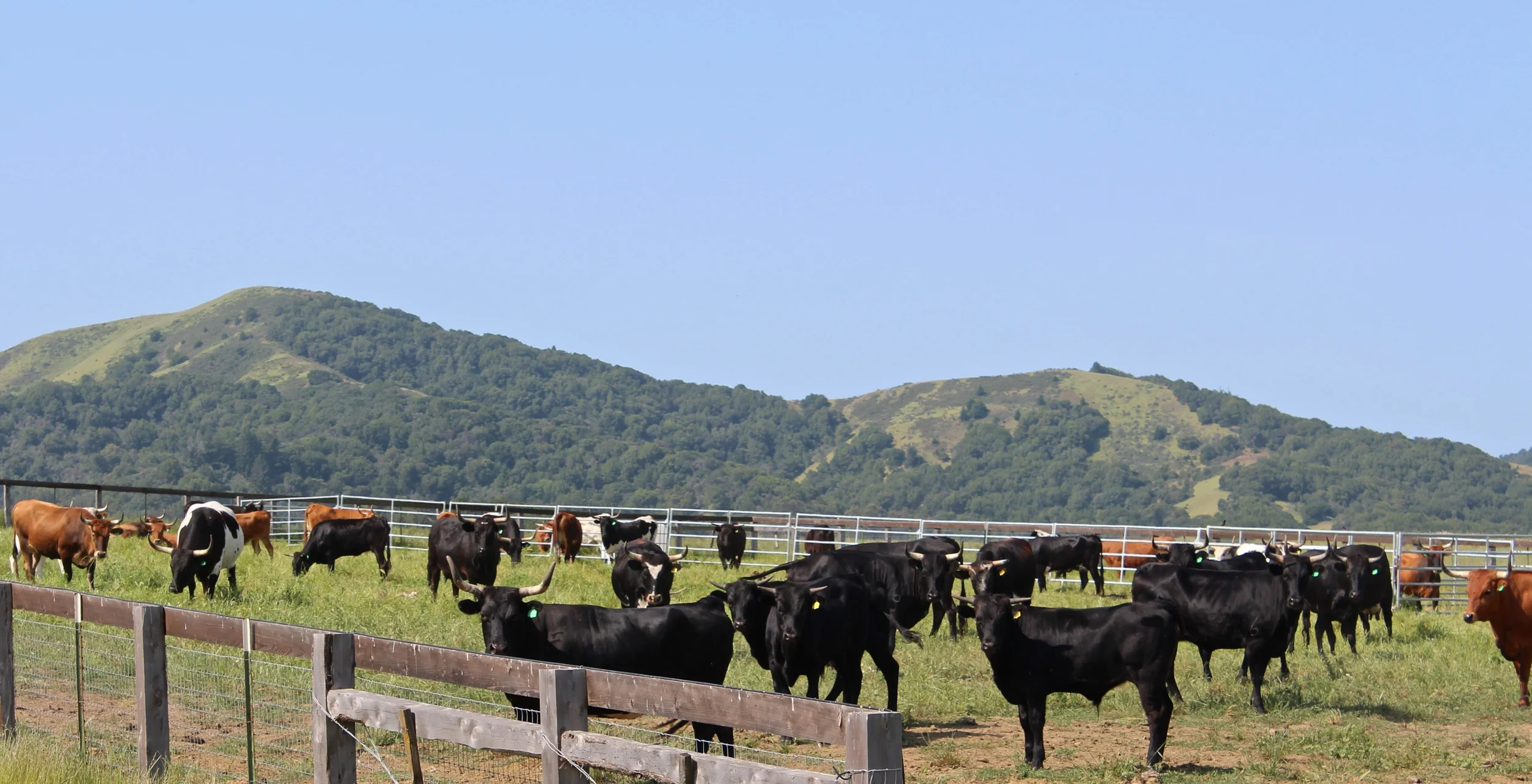 Cows in the corral