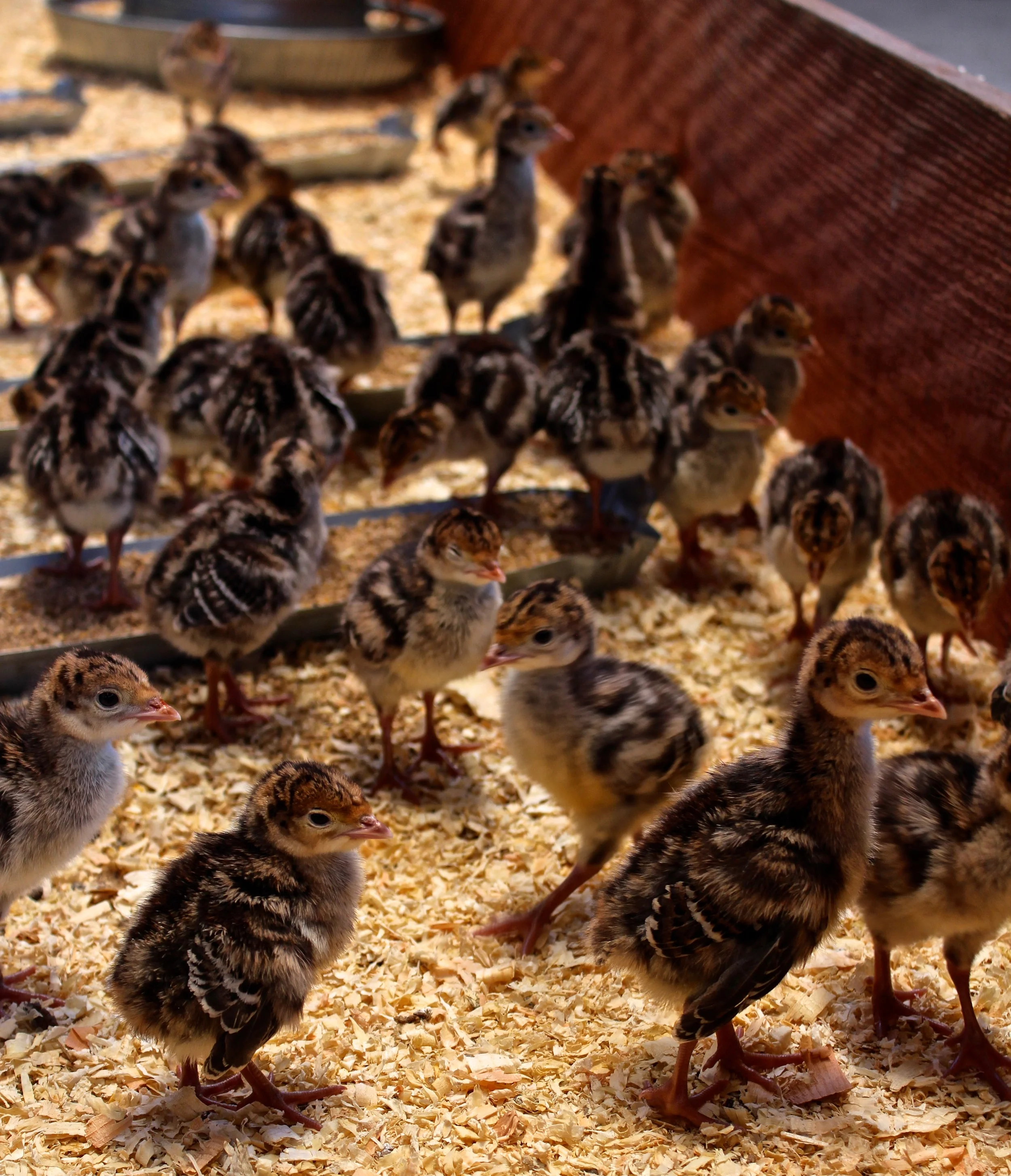 Baby Standard Bronze turkeys