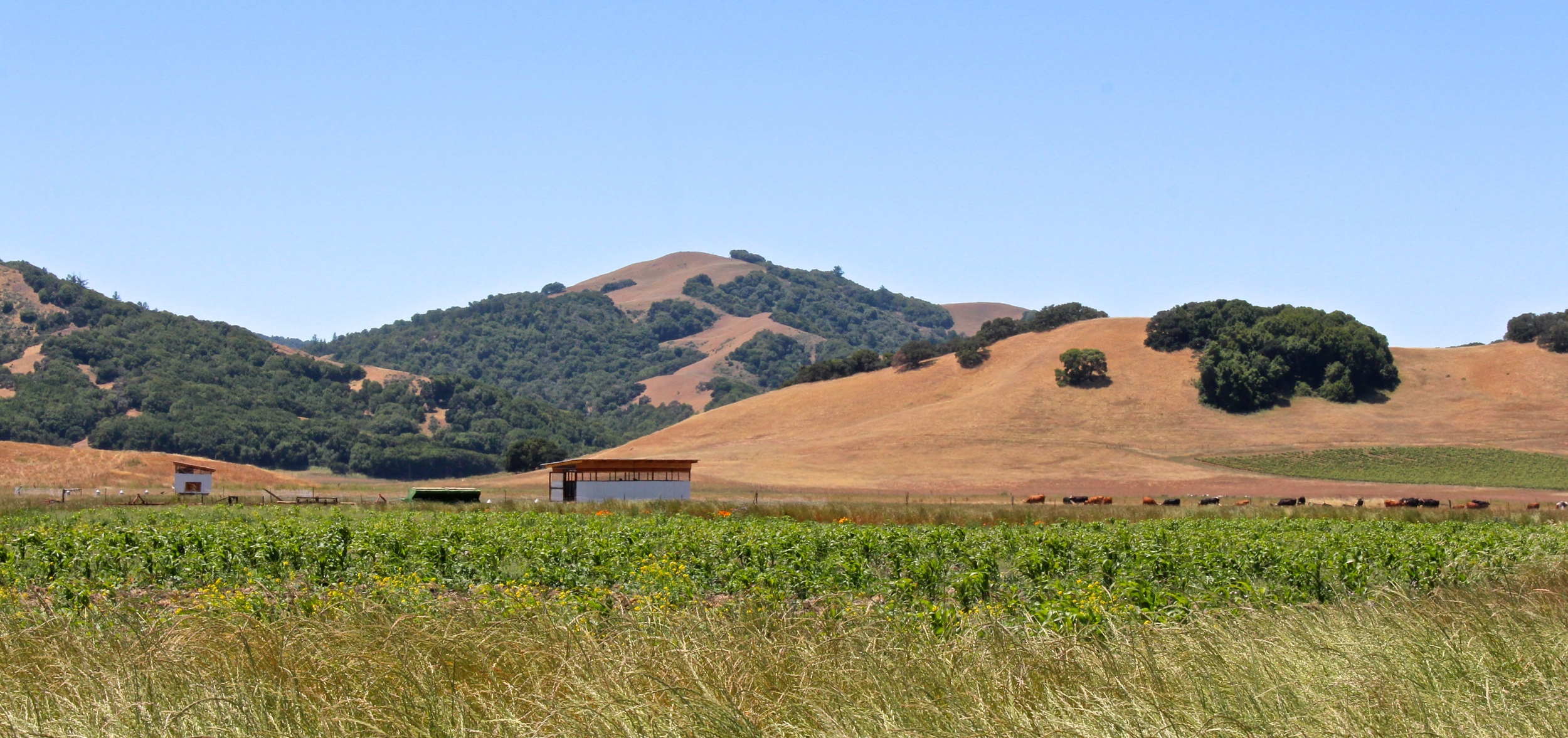 The dry corn field with both chicken coops, cows, and more