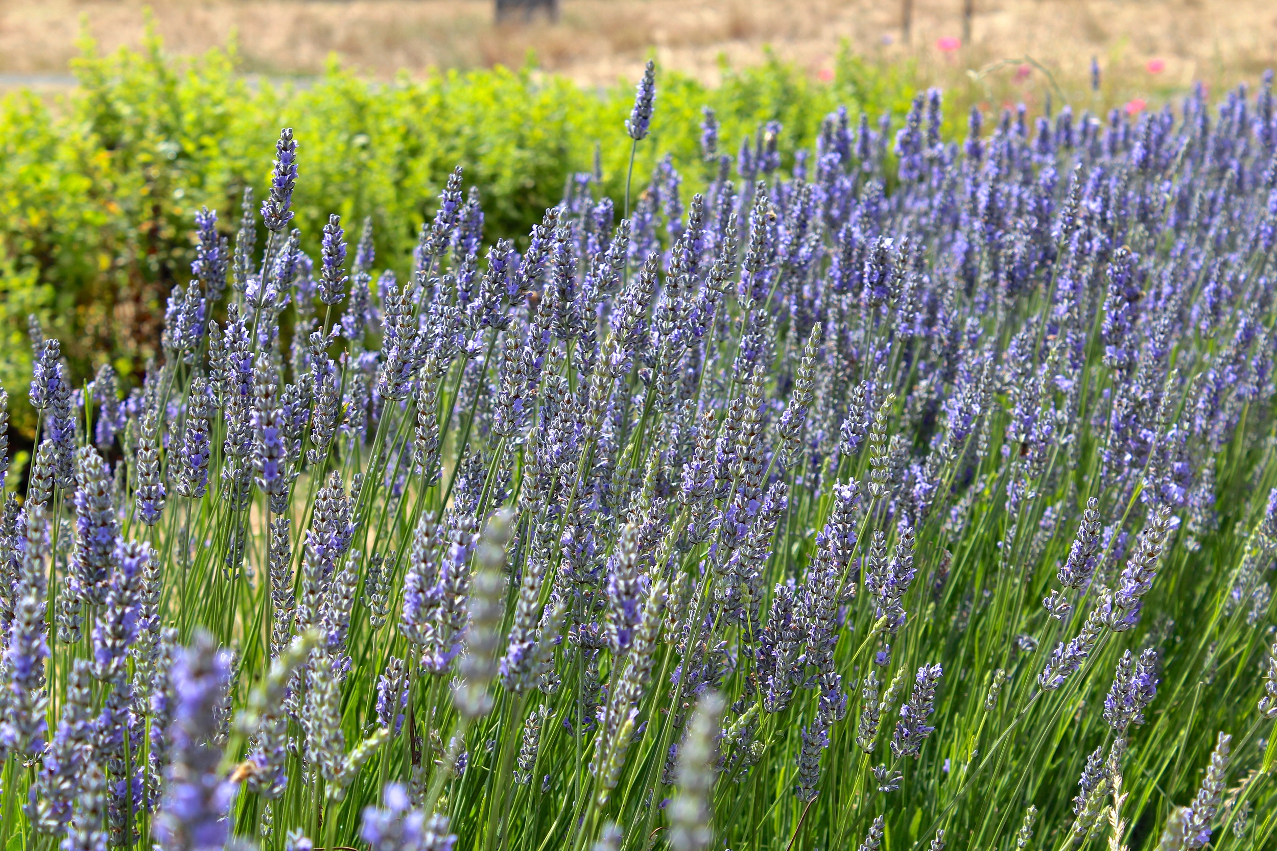 The lavender was full if bees but they were hard to capture in a photo. Can you spot them?