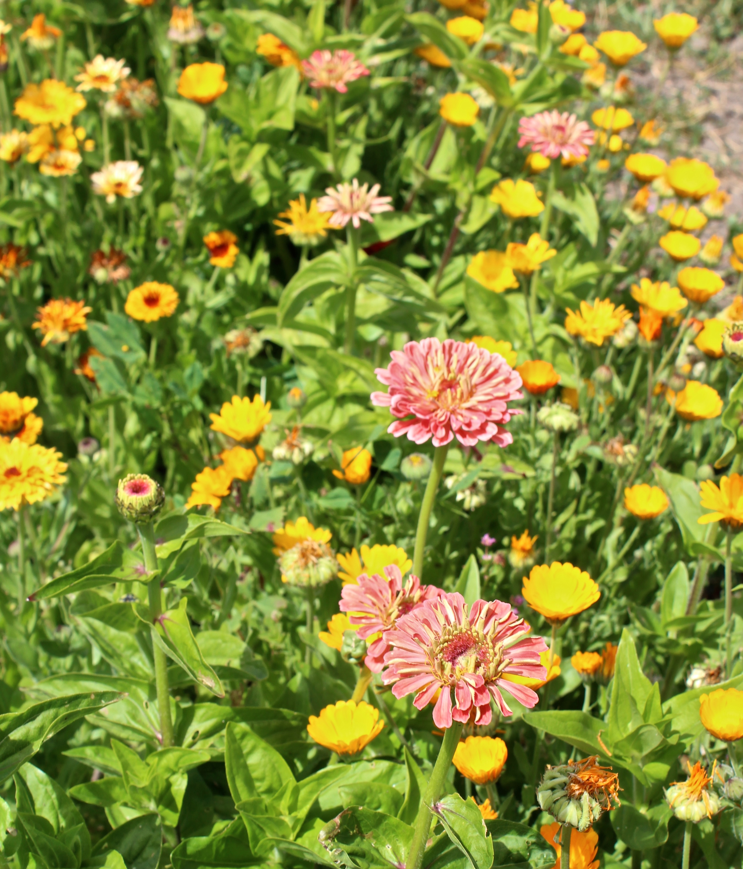 Salmon rose zinnias with self-seeded calendula