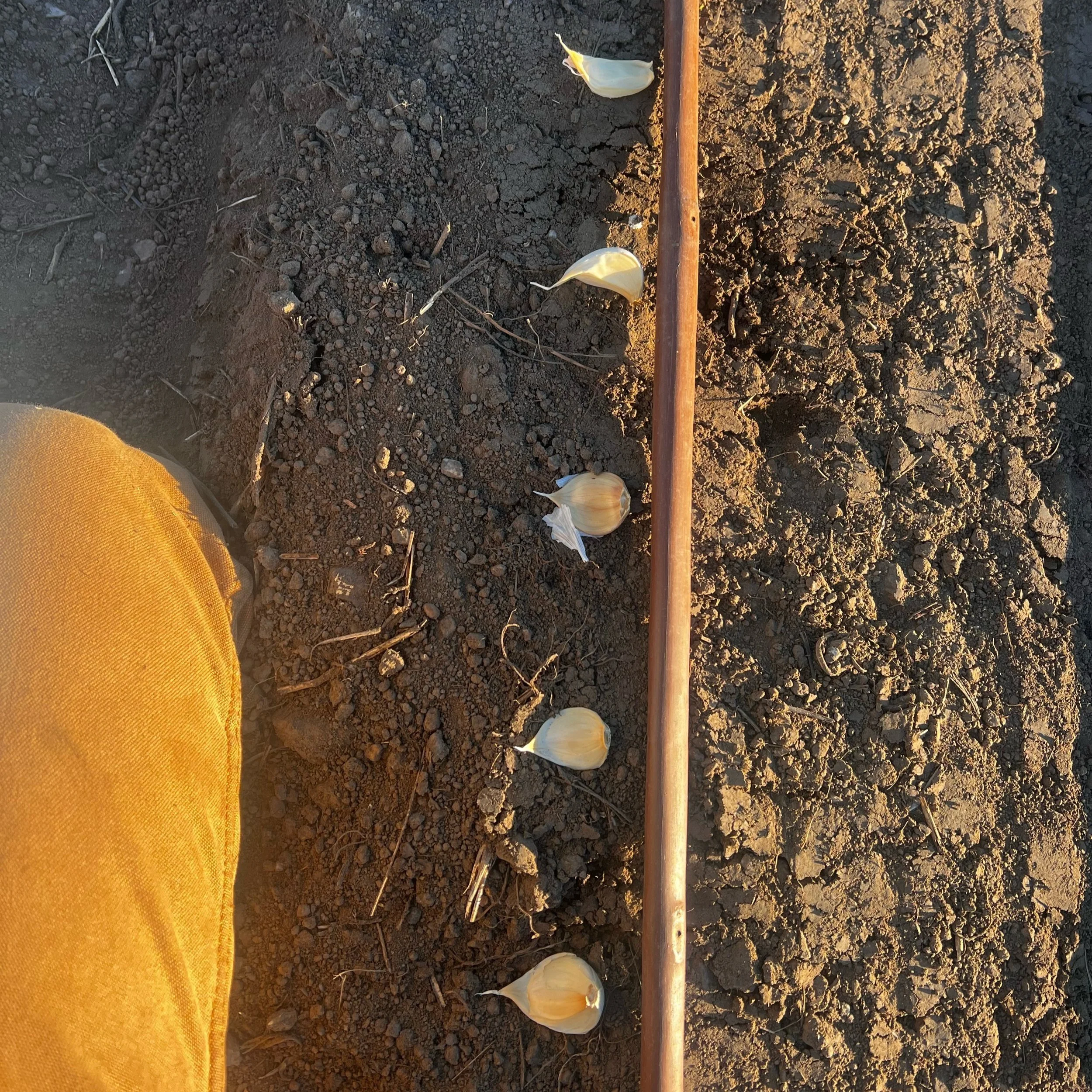 Cleaning Up — Open Field Farm