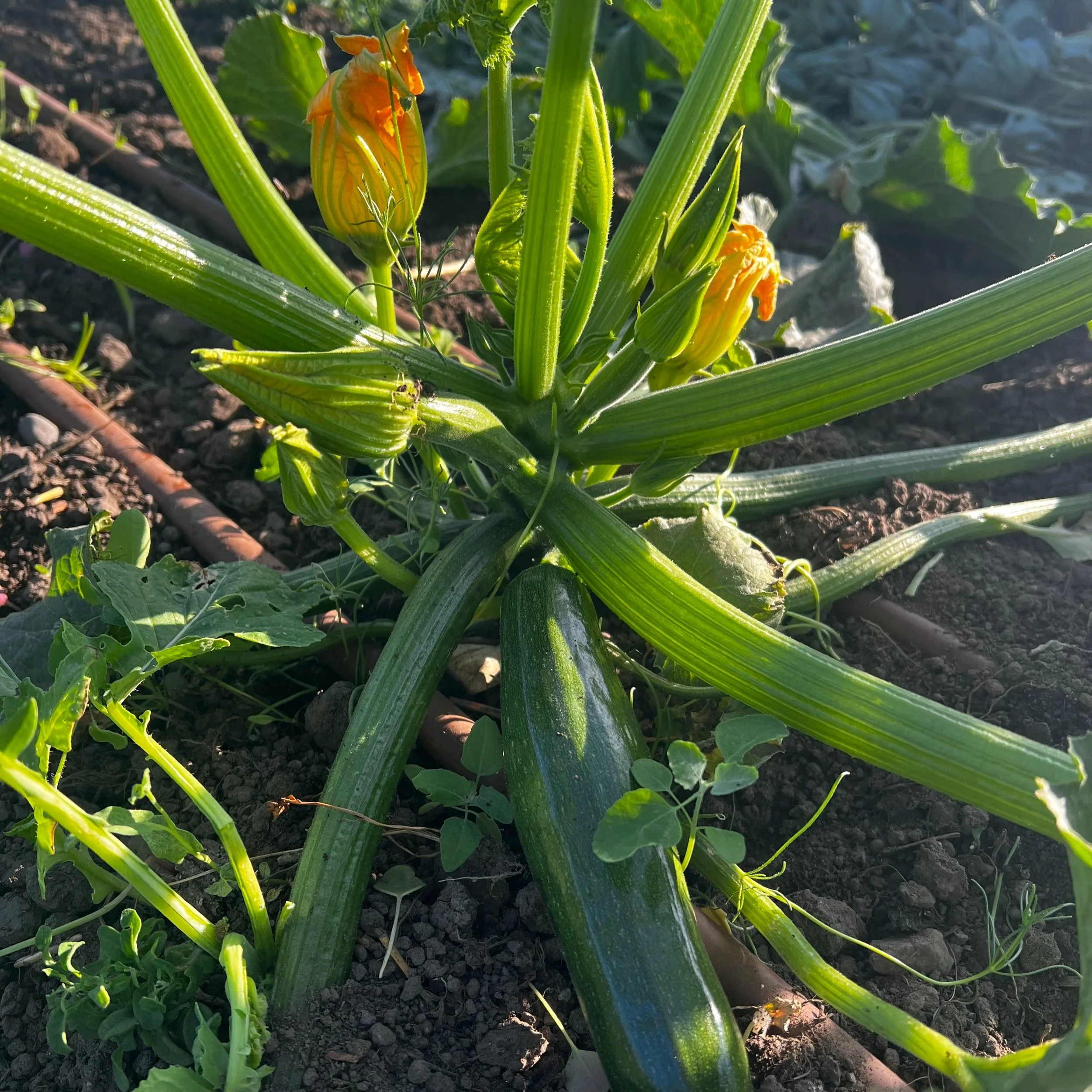 Zucchini! — Open Field Farm