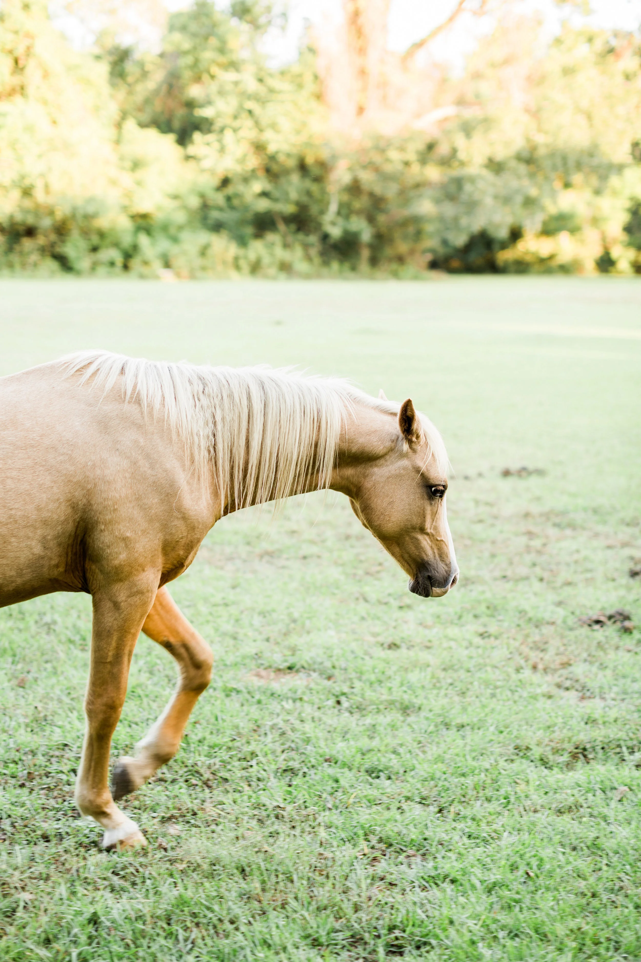 Boone Hall Plantation Wedding_Rustic White_019.jpg