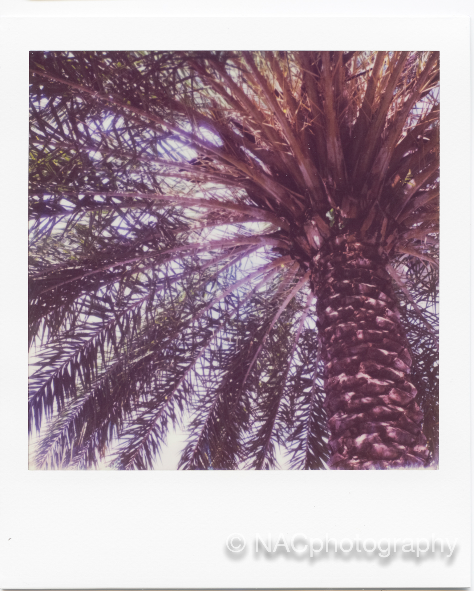 polaroid.050.jpg