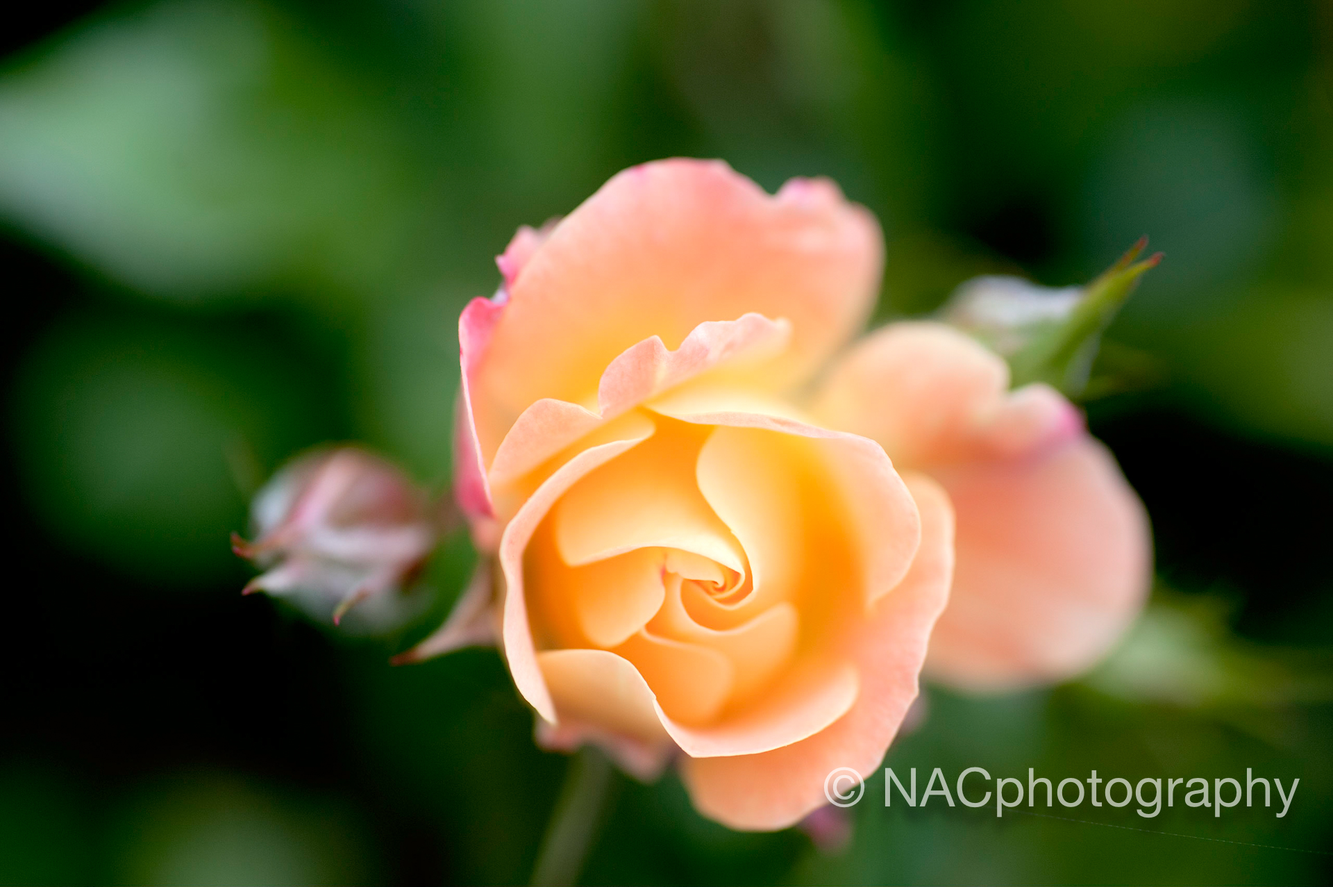 rosebud-004-Edit.jpg