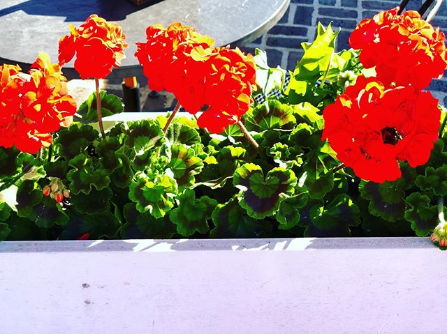 Summer #summer #geranium #flower #flowerbox #maine