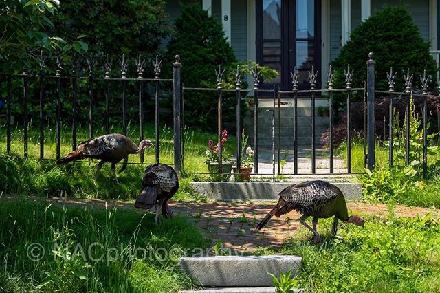 Urban wildlife #urbanlandscape #urban #cityscape #cambridge #streetscene #urbanwildlife #turkey #birds #wildturkeys