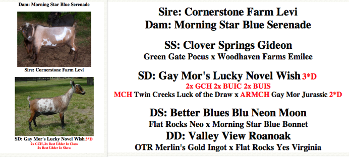 Notes on Reading AGS Abbreviations:
*D is a doe that has a milk star, could be one-day or 305-day
2*D, 3*D, etc indicates the number of generations of milk stars. A 2*D means a doe and her dam both have their milk stars. There are some 9*D or 10*D goats out there, but they're rare, but that means nine or ten generations of does with milk stars.
Some people (like us) don't do the milk tests or showing that can earn stars, so a goat without the stars...can still be a star!