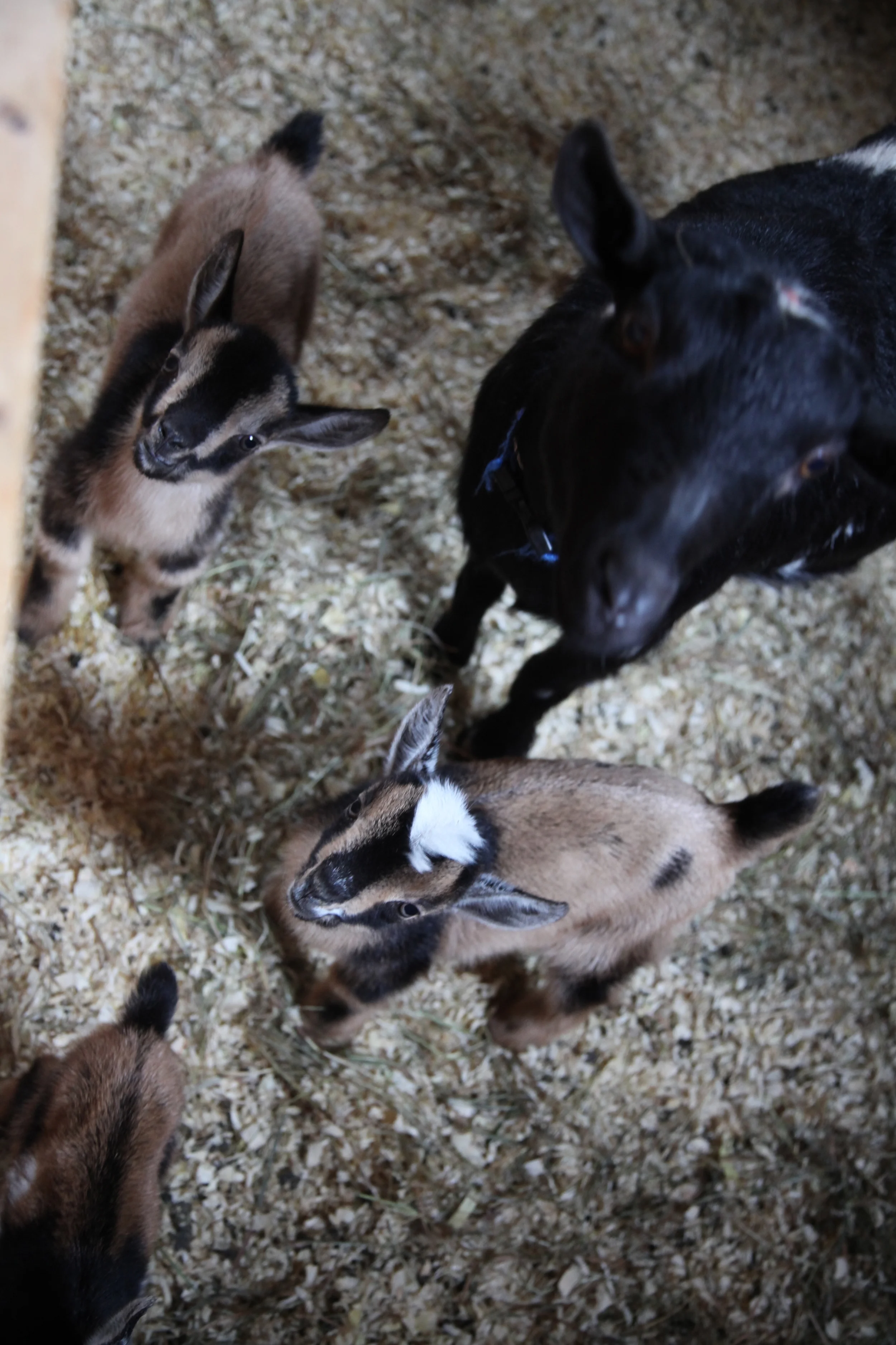 Moonspots kids are growing up!