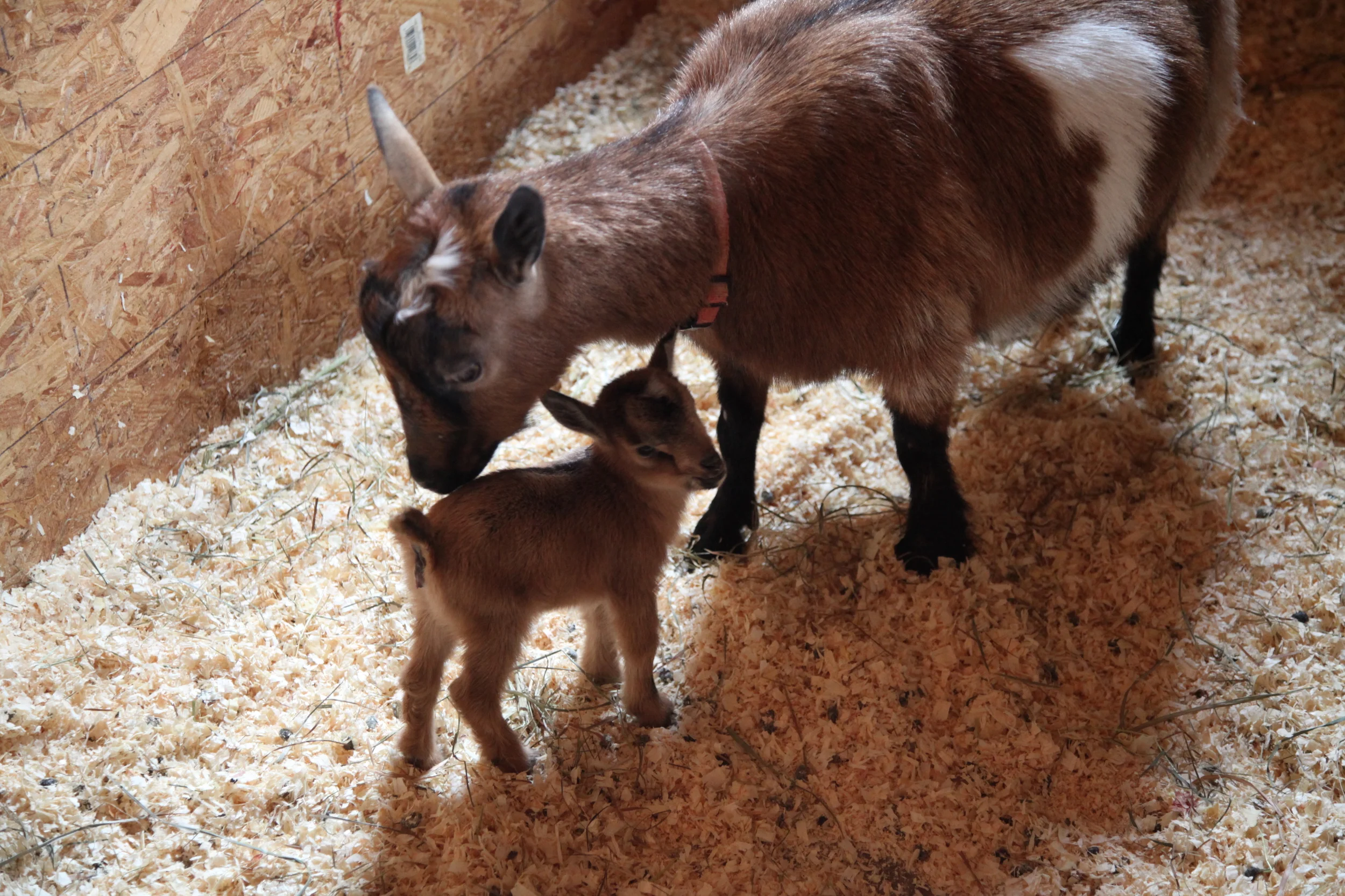 Nora with her doe Mabel