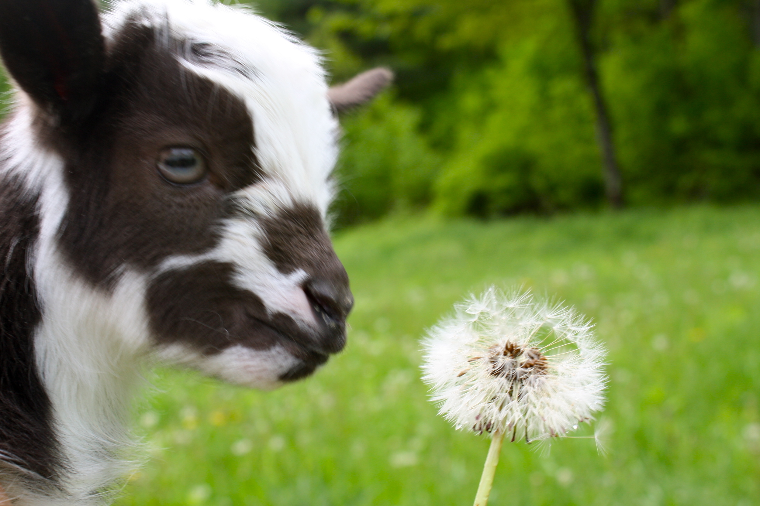 Wethers are Cute Too!