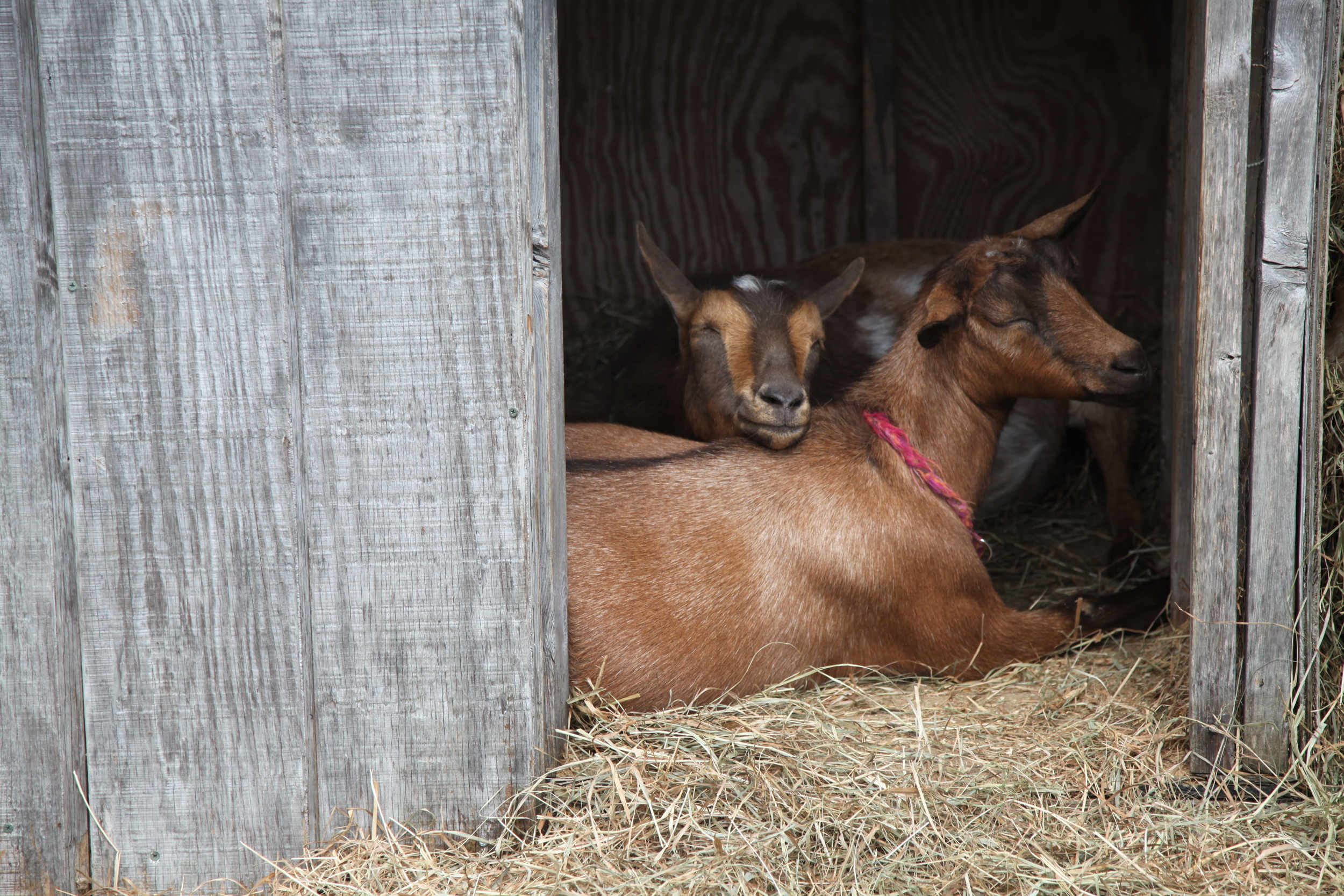 Our First Goats!