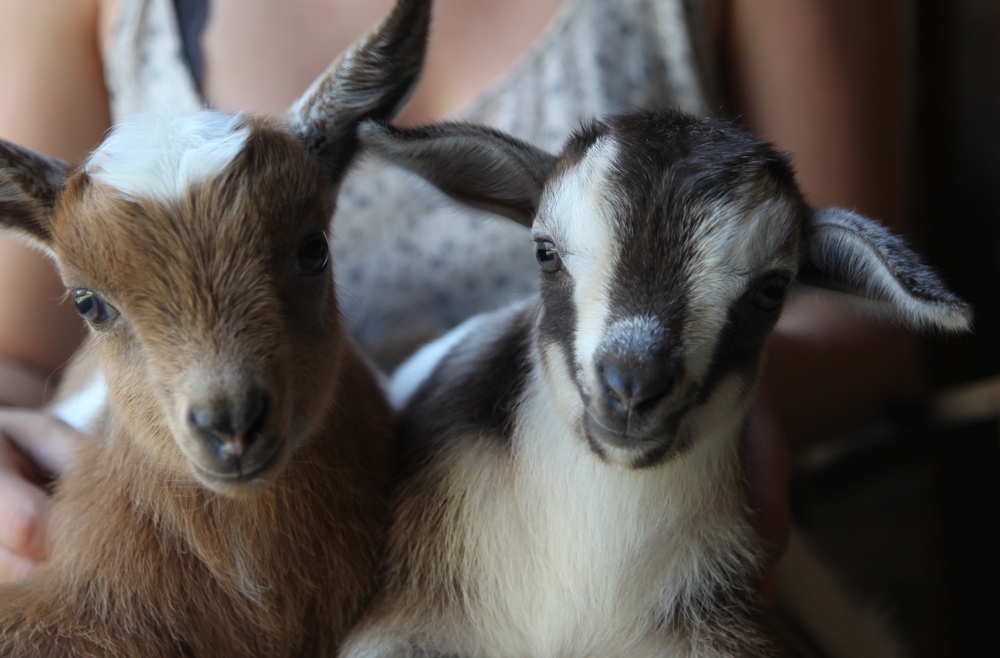 Safari S161229 SF Kid Goat for sale online 
