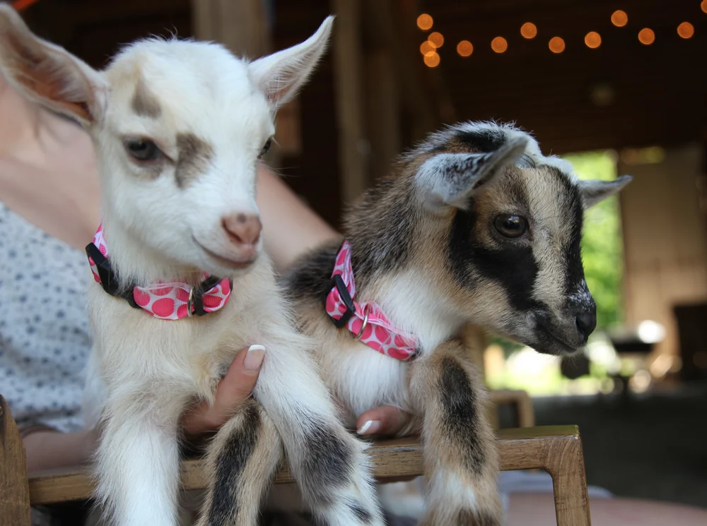 Pygmy Goats for Sale | Mini Pygmy Goats Near Me | Wann Ranch ...