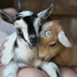 goats