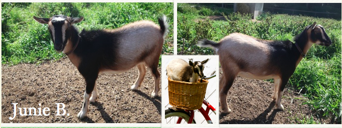 Born to Bonnie 5/24/2012 at Sunflower Farm * Lots of personality • Easy to milk *Had 2 does and 1 buck in 2014 and 2015
