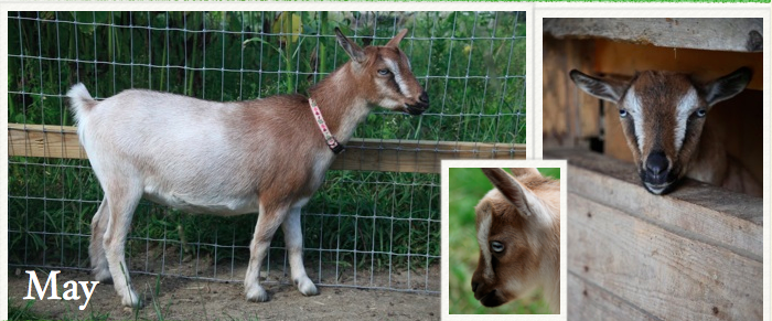 Born to Sonnet 5/3/2012 at Sunflower Farm * shy, beautiful confirmation and udder * blue eyes * had 2 doelings in 2014, bred again for 2016
