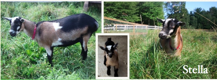 Born 4/3/12 to Sonnet on Sunflower Farm * Tremendous udder and blue eyes * a great goat all around * 2 bucklings in 2014, 3 does in 2015