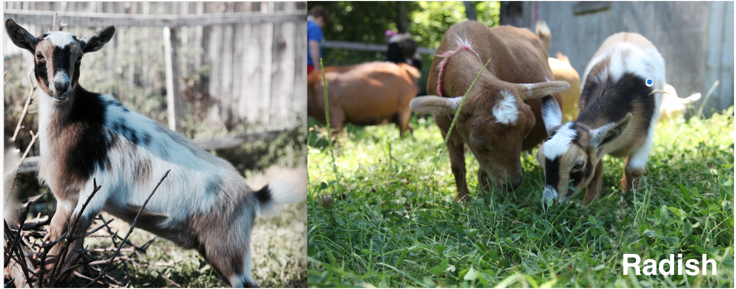 Radish is Lily's doeling. Suck a pretty goat.