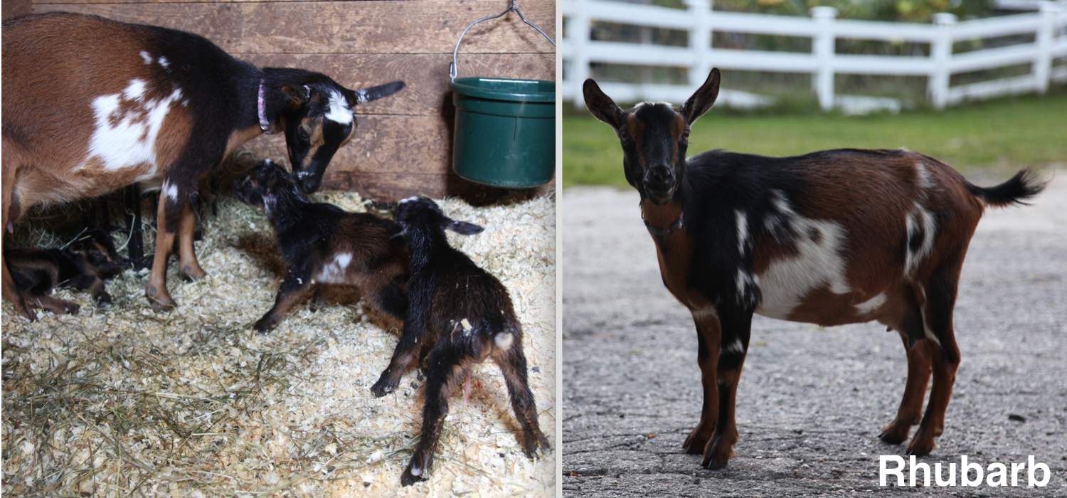 Born to Elsie on 5/1/15. She may be the cutest kid ever and not just because she is the baby of the farm. A total lap goat. Had her first kids in July 2016--triplets!