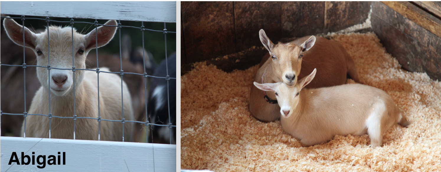 Abigail is Fern's doeling and is the sweetest goat and a great milker!