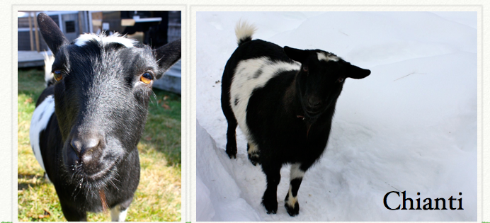 Chianti • Born 9/1/2006 • Herd Name Old Mountain Farm • Sweet shy, one of our oldest goats.