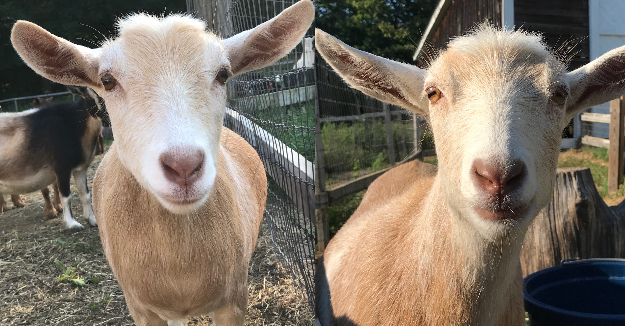 Born 4/10/17 So lucky to have both of Abigail’s doelings back on the farm. Cinnamon and Ginger and almost identical but one has a dash of white on her side! Both will be bred for the first time for kids in spring 2019.