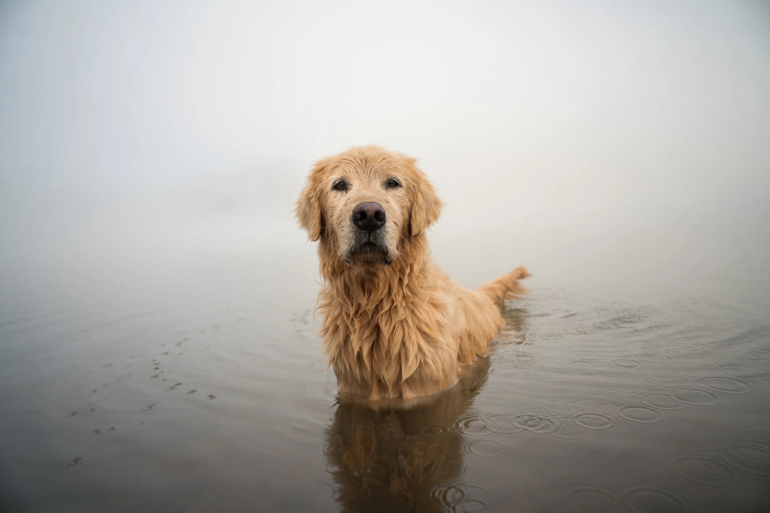 Water Dog 1small.jpg