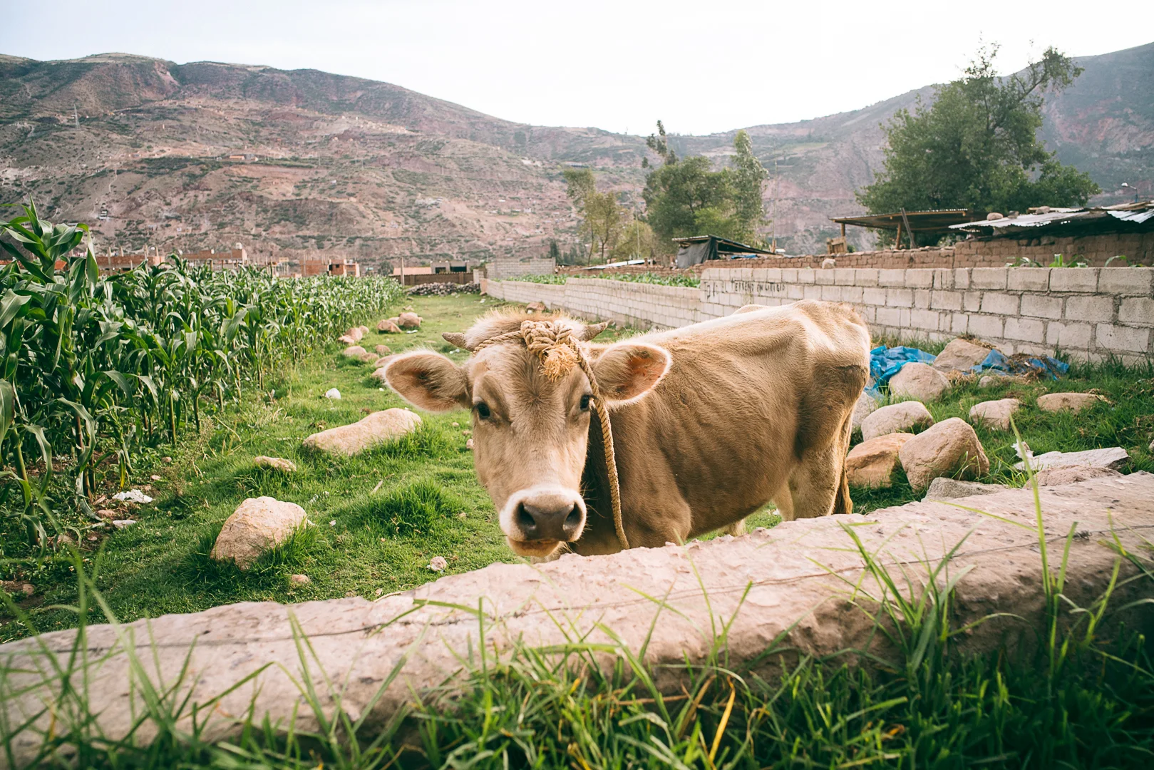 Cow Urubamba.jpg