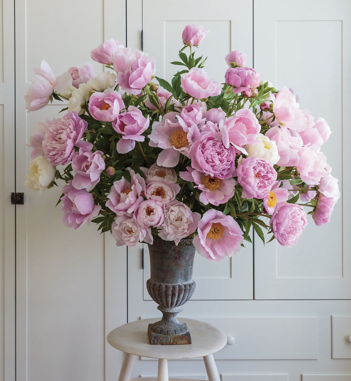 peony explosion.png