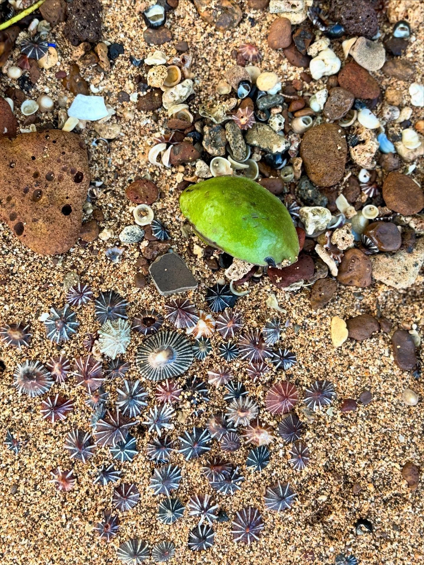 No two alike ✨

#keepyoureyesandheartopen #naturerocks