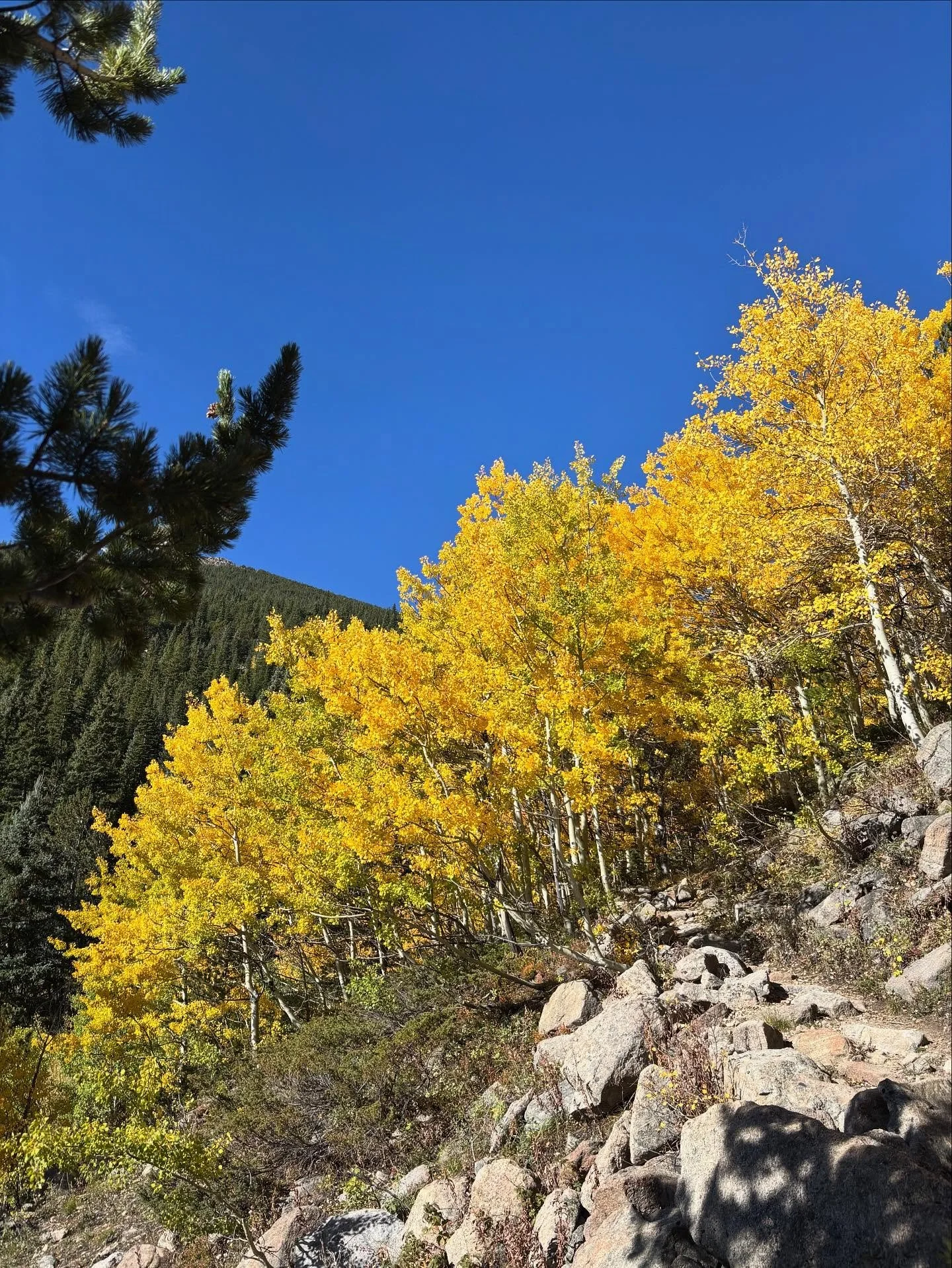 Nature is the best gift 🍁

#giftalittlehappiness💛 

#natureisthebestgift #natureismyjam #fallleaves #leafpeeping #leafpeepingseason