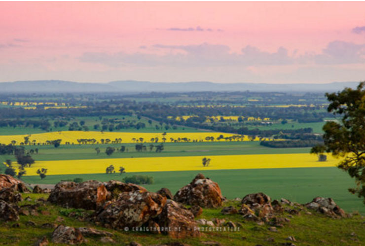 Fields of Green &amp; Gold