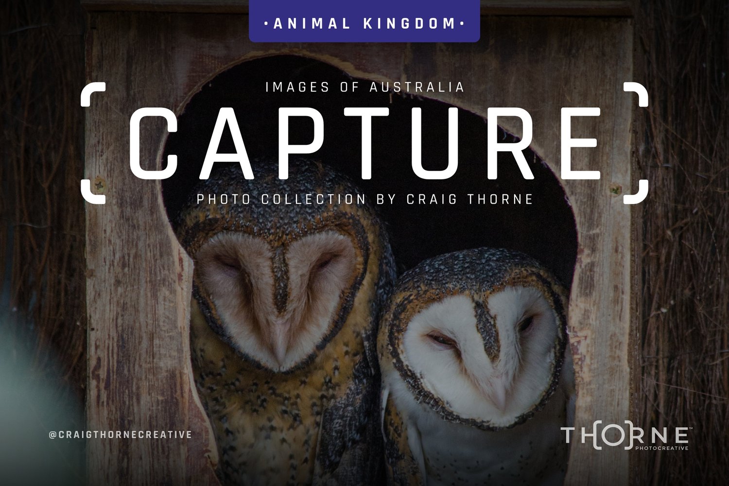CAPTURE] – Animal Kingdom — Craig Thorne – Brand Designer & Photo Creative