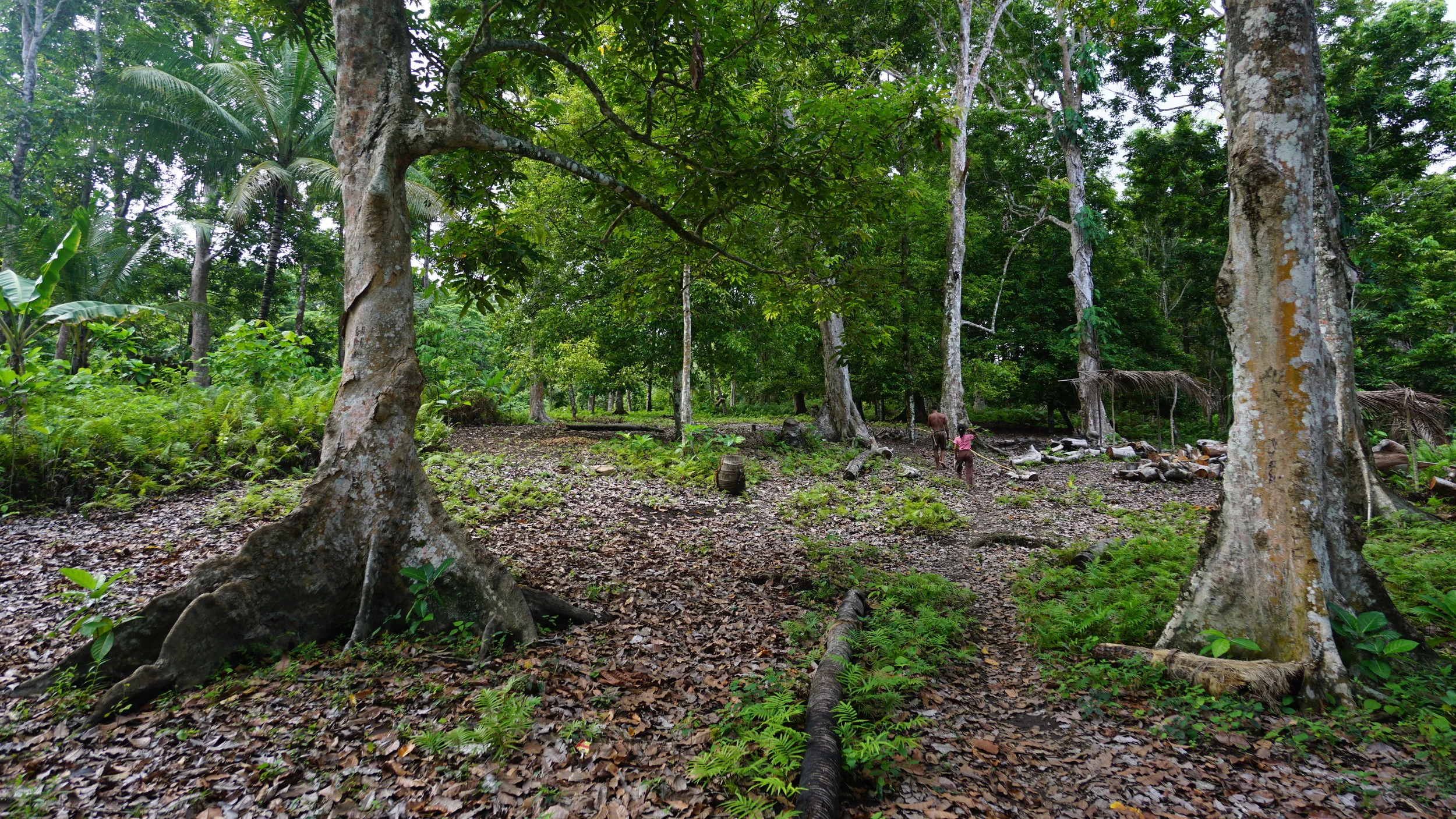 Naturally occurring Kenari trees in the forests of Eastern Indonesia — East Forest Kenari Nuts (Kawanasi)